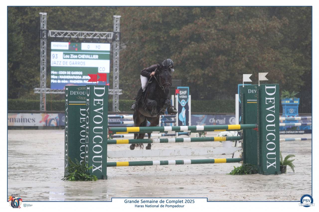 Stallion Connemara For sale 2019 Bay