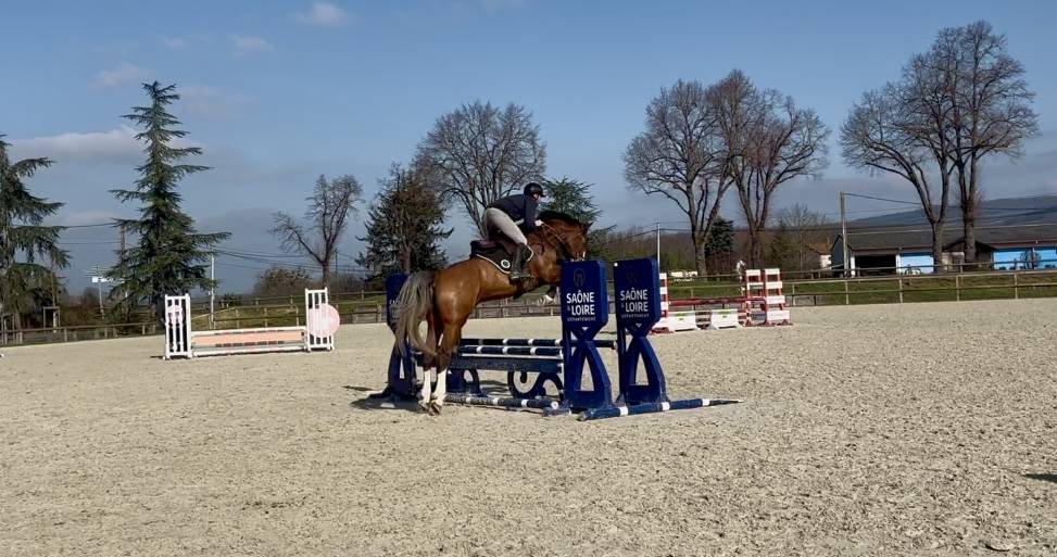 Gelding Selle Français For sale 2020 Bay