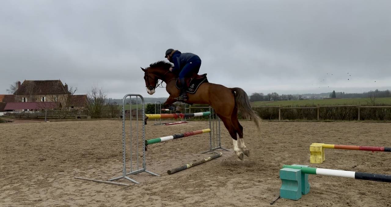 Gelding Selle Français For sale 2020 Bay