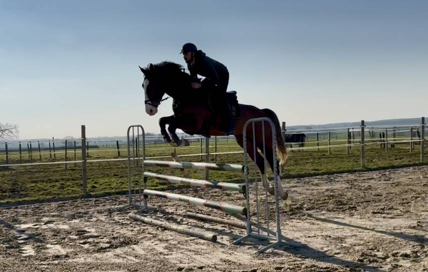 Gelding Selle Français For sale 2020 Bay