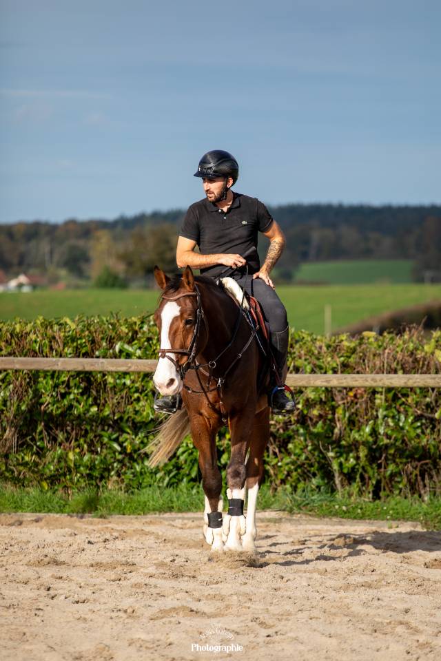 Gelding Selle Français For sale 2020 Bay