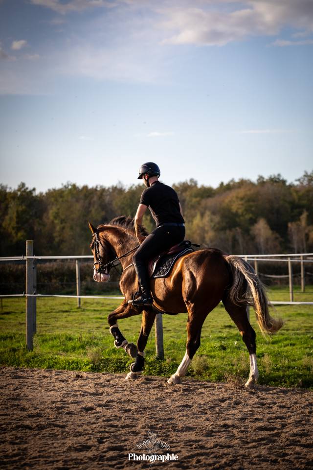 Gelding Selle Français For sale 2020 Bay