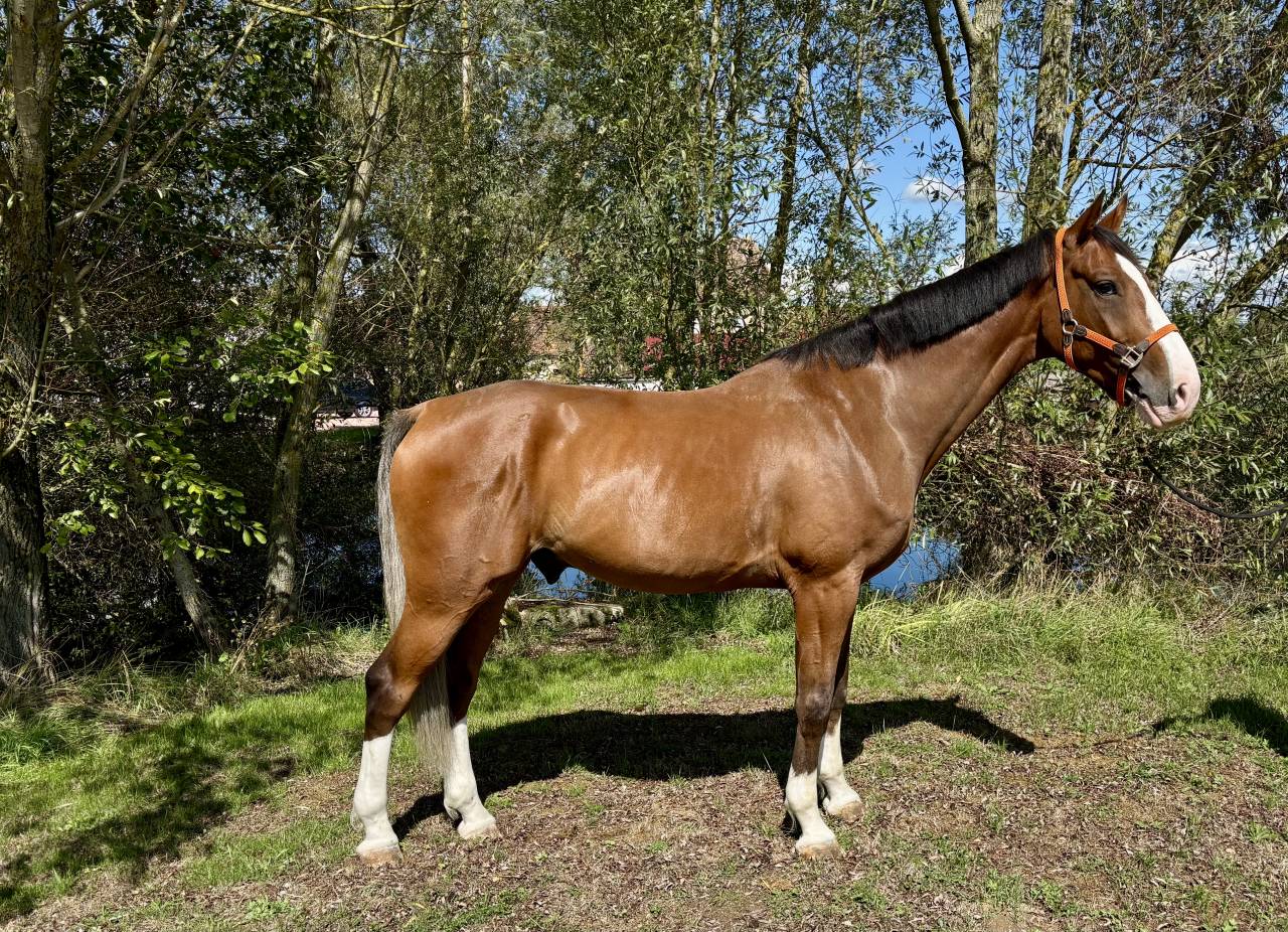 Gelding Selle Français For sale 2020 Bay