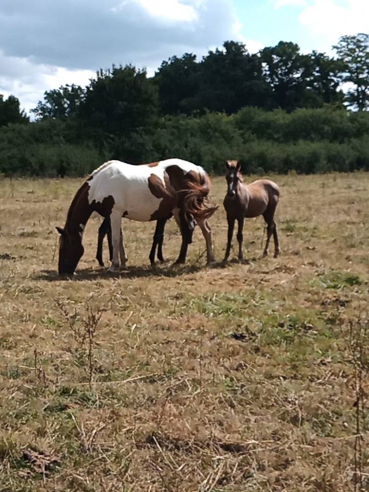 Gelding Saddle Horse For sale 2020 Grey