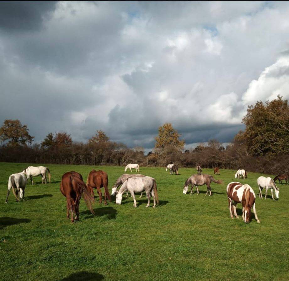 Gelding Saddle Horse For sale 2020 Grey