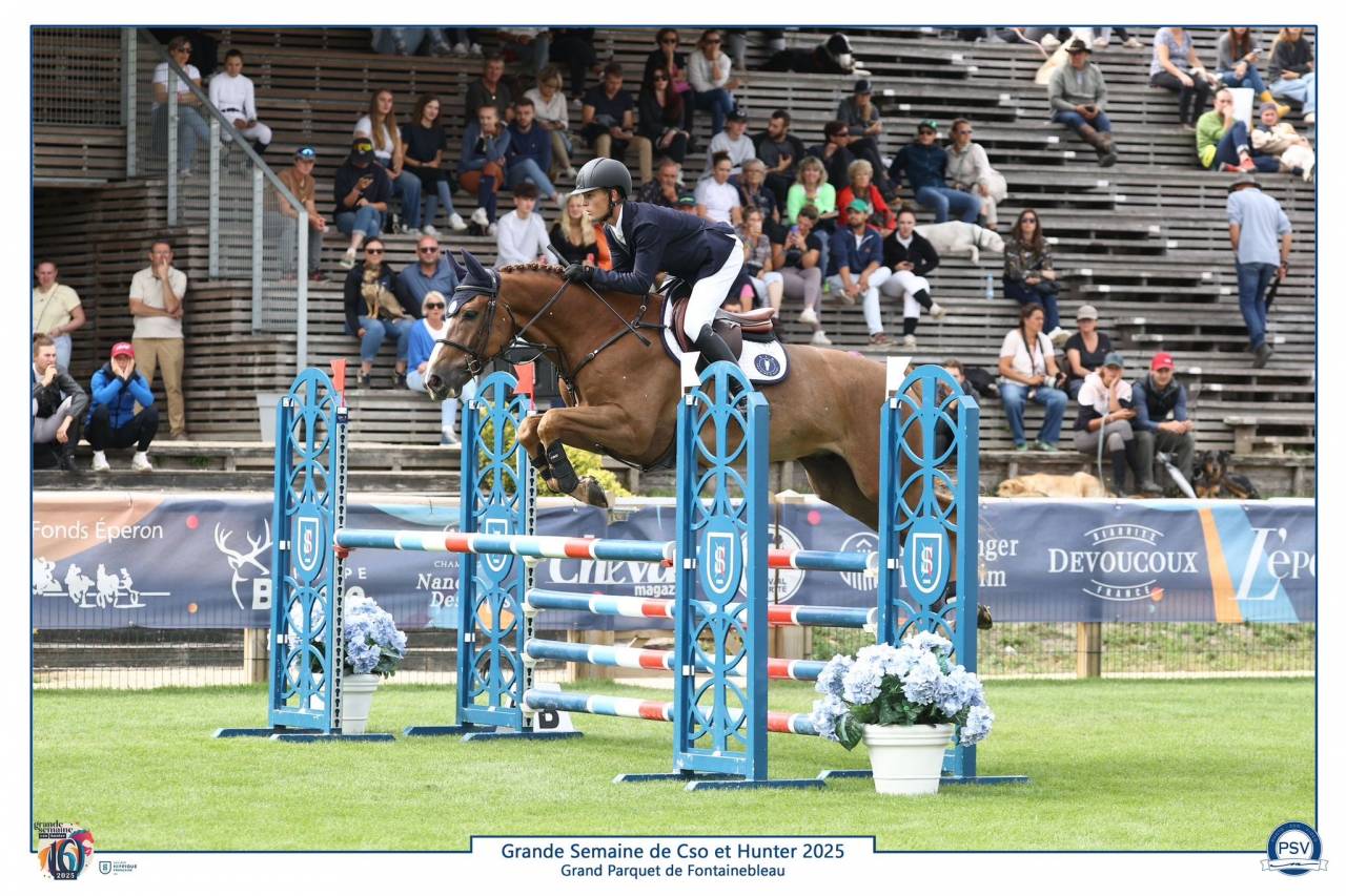 Gelding Selle Français For sale 2019 Chesnut