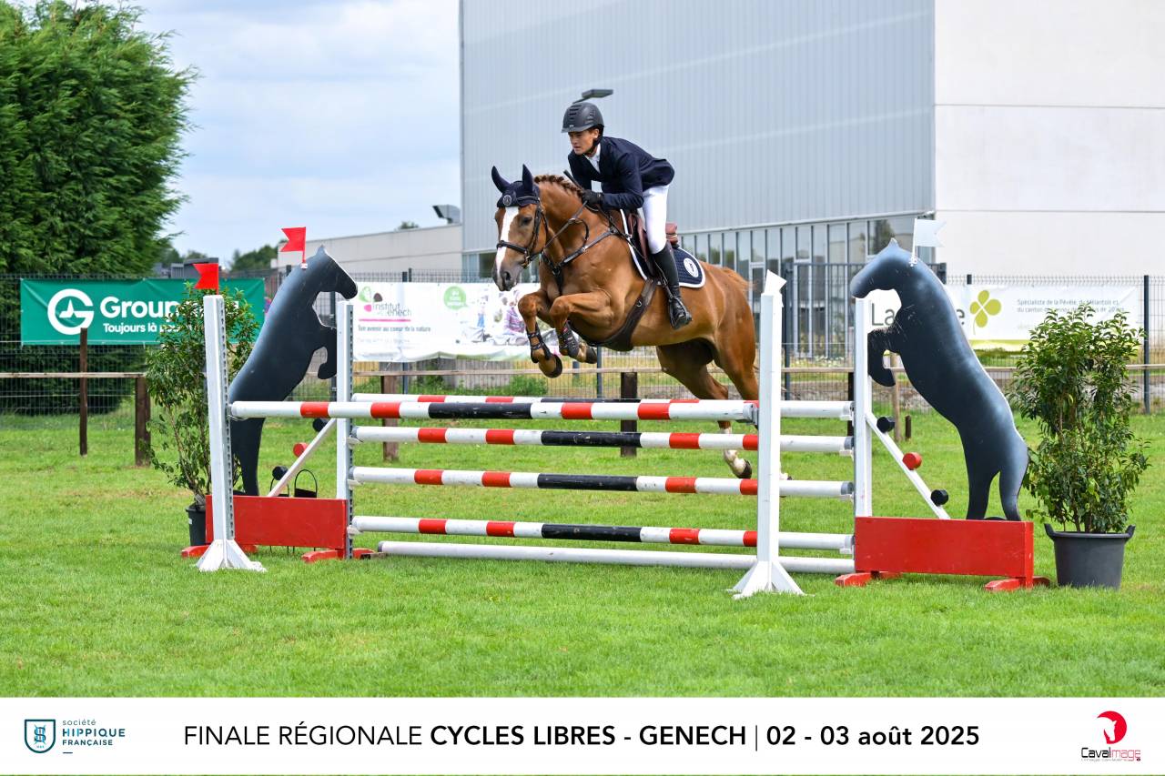 Gelding Selle Français For sale 2019 Chesnut
