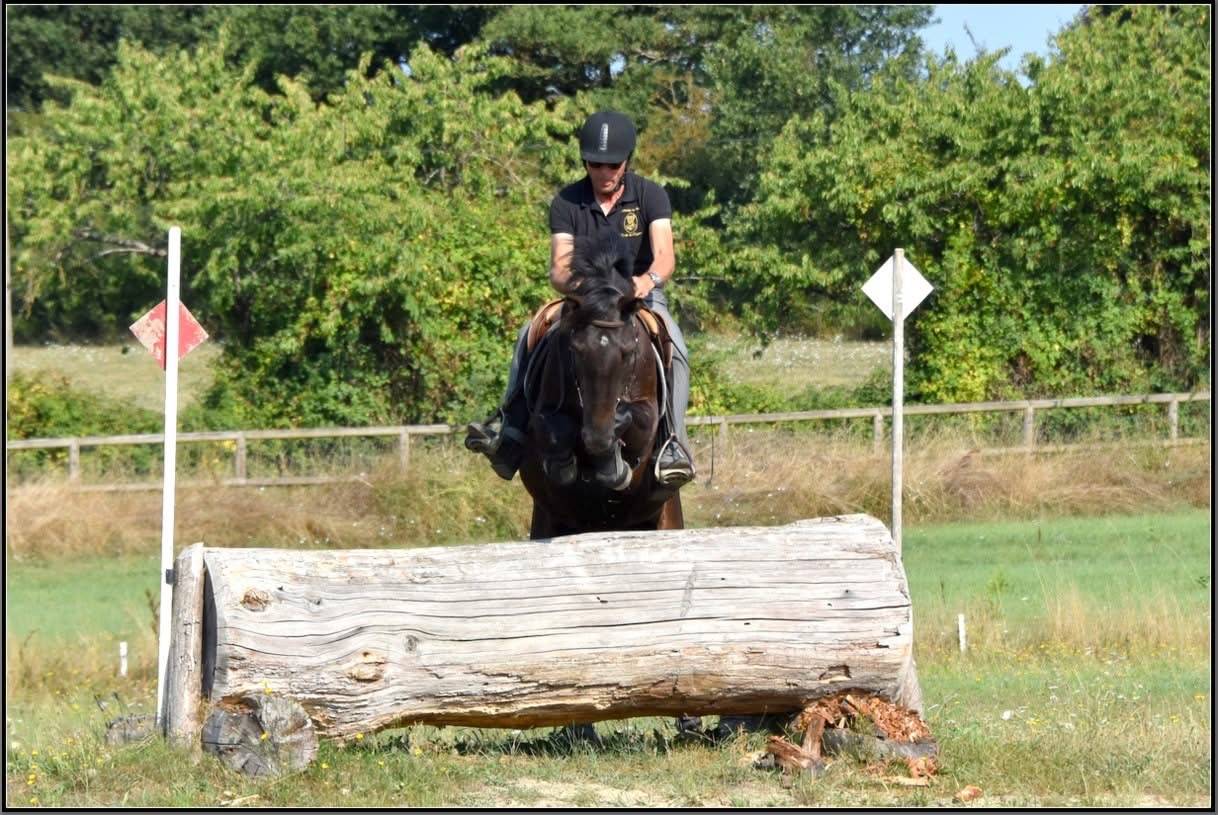 Gelding French Saddle Pony For sale 2019 Black