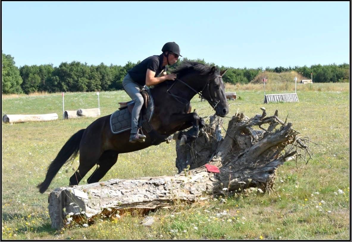 Gelding French Saddle Pony For sale 2019 Black