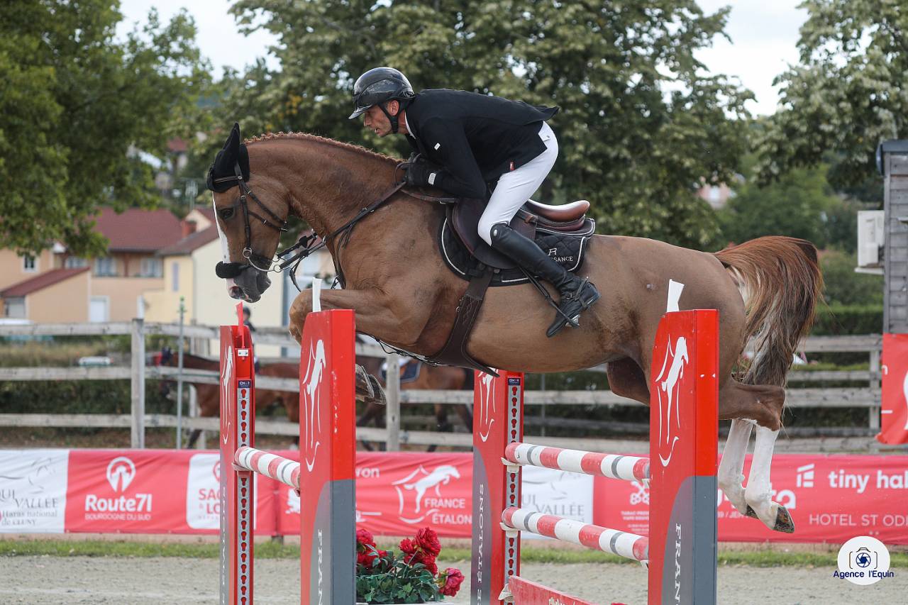 Mare Selle Français For sale 2019 Chesnut