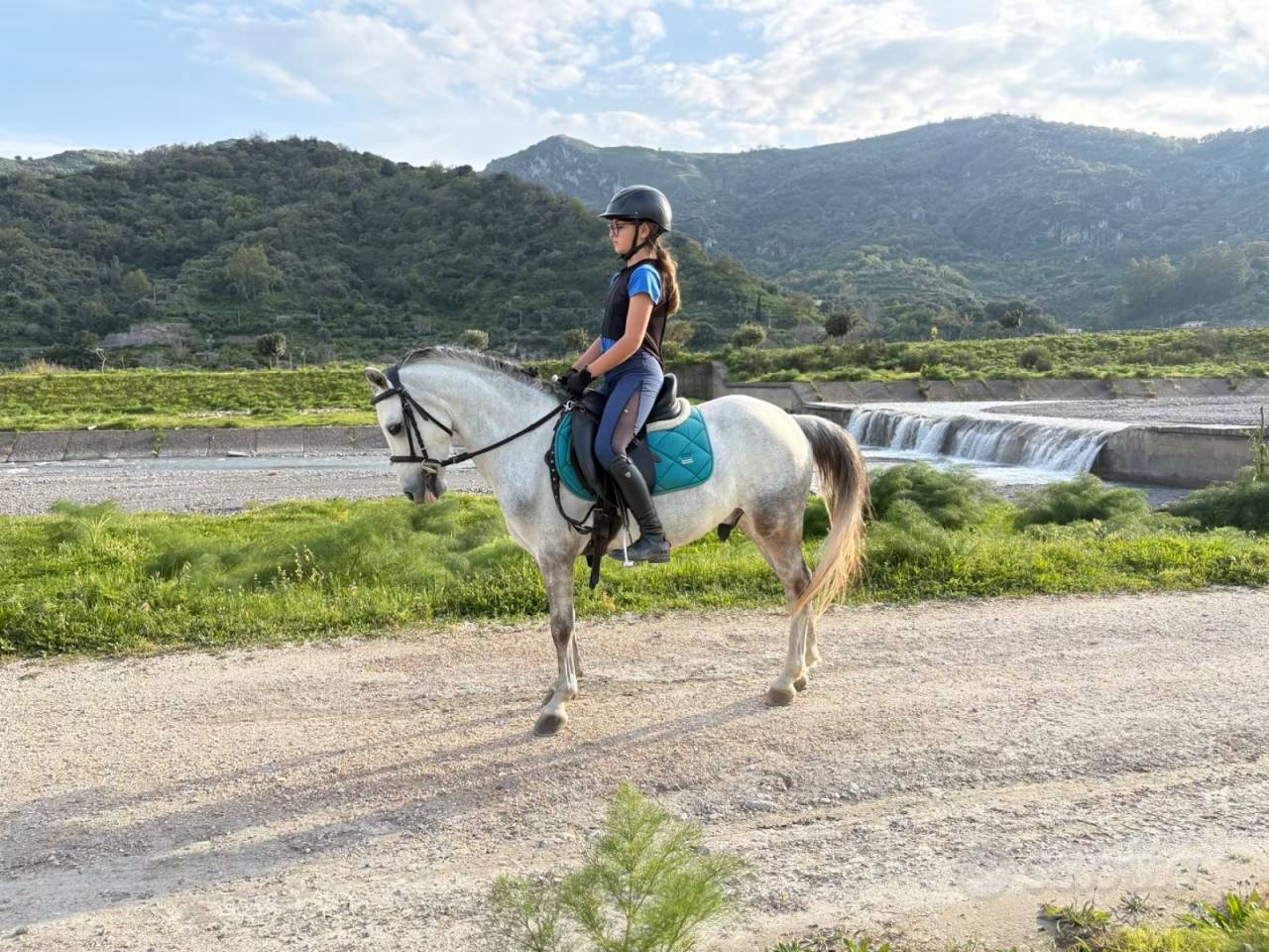 Gelding Other Pony Breed For sale 2020 Grey