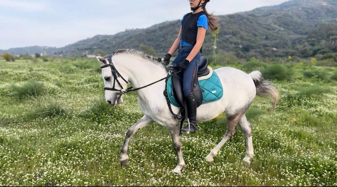 Gelding Other Pony Breed For sale 2020 Grey