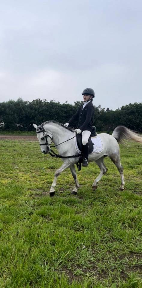 Gelding Other Pony Breed For sale 2020 Grey