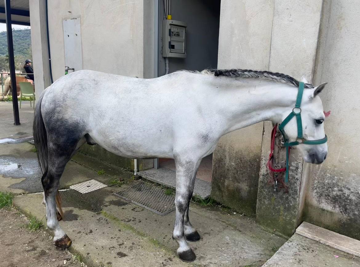 Gelding Other Pony Breed For sale 2020 Grey