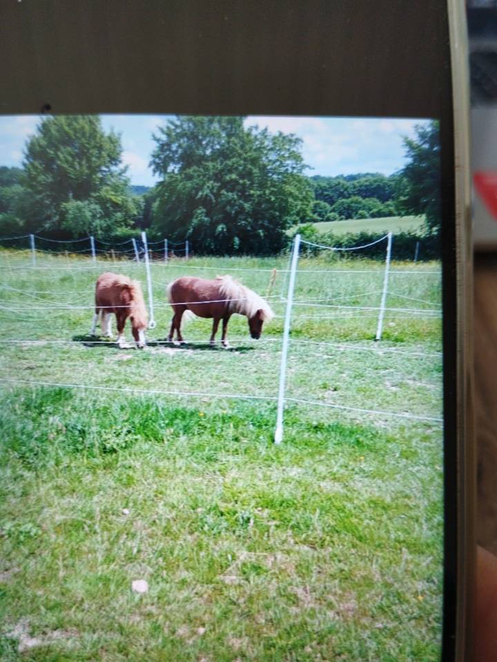 Stallion Shetland Pony For sale 2024 Chesnut