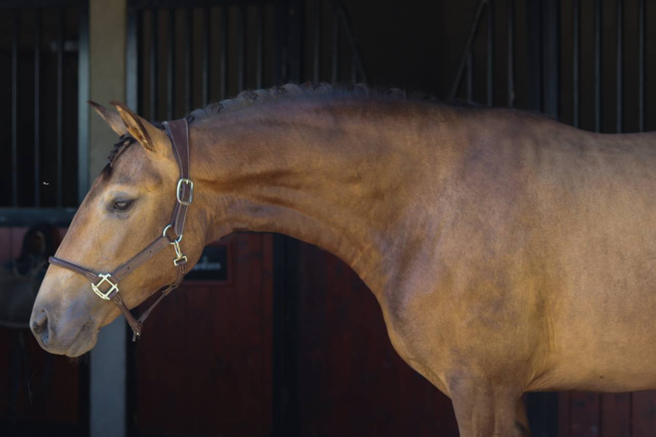 Mare Lusitano For sale 2022 Buckskin