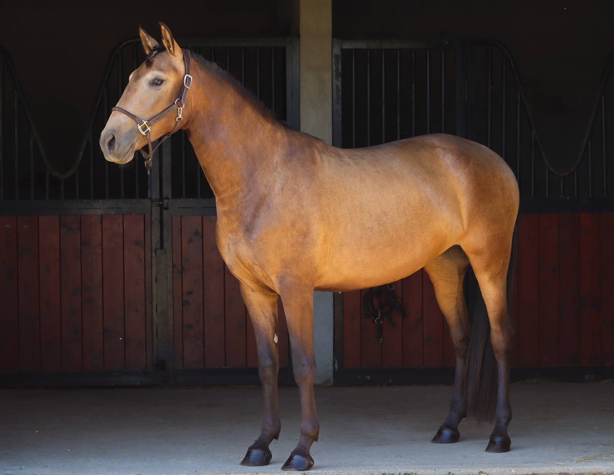 Mare Lusitano For sale 2022 Buckskin