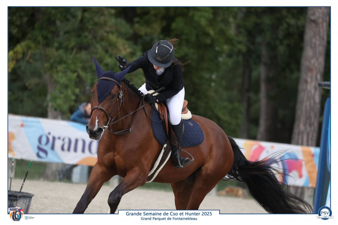 Mare Selle Français For sale 2021 Bay