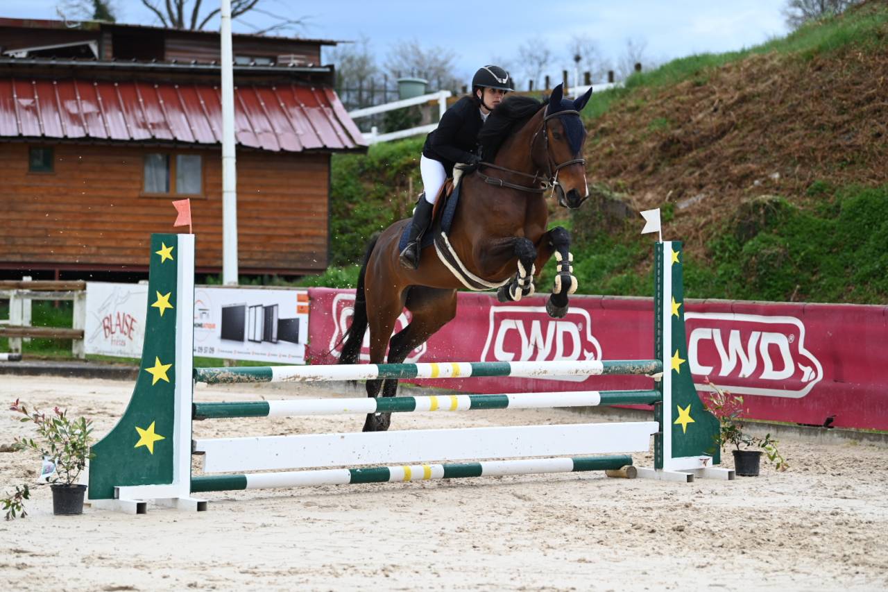 Mare Selle Français For sale 2021 Bay