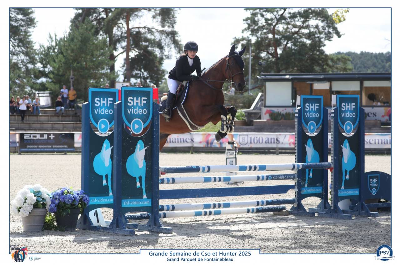 Mare Selle Français For sale 2021 Bay