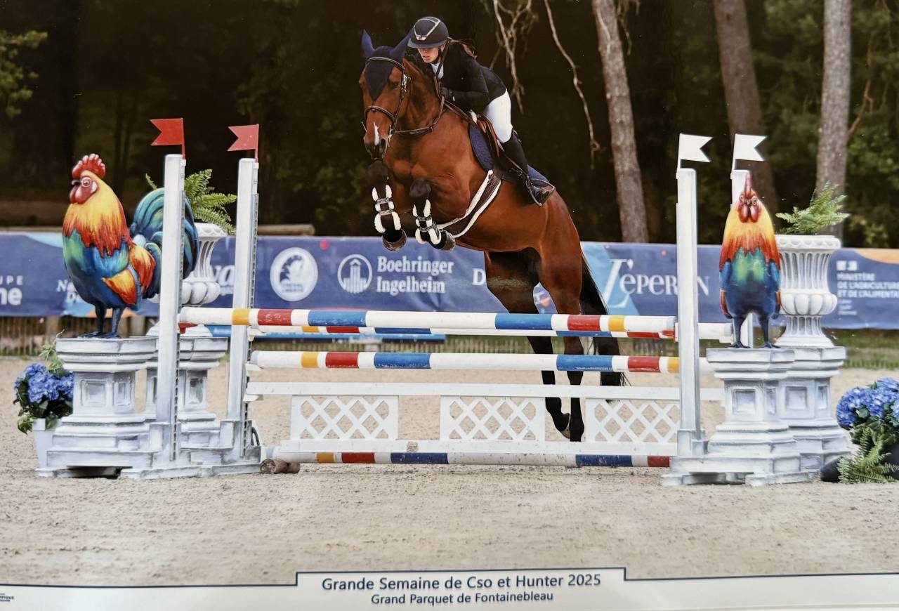 Mare Selle Français For sale 2021 Bay