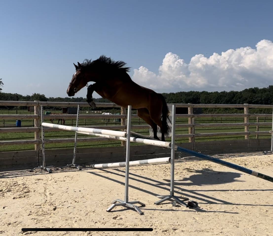 Mare Selle Français For sale 2021 Bay