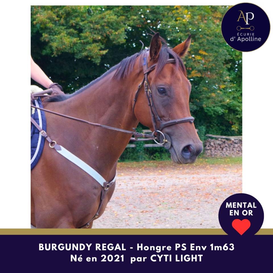 Gelding Thoroughbred For sale 2021 Bay