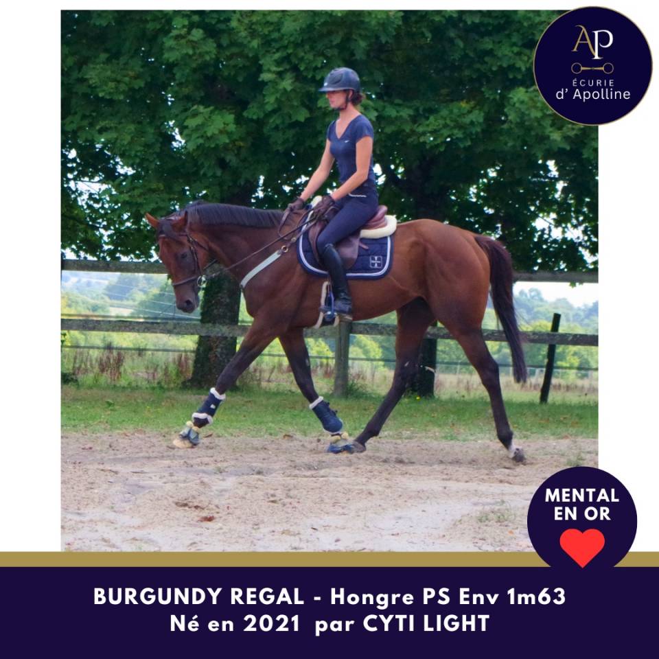 Gelding Thoroughbred For sale 2021 Bay