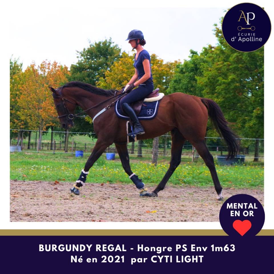 Gelding Thoroughbred For sale 2021 Bay