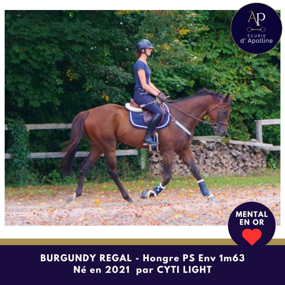 Gelding Thoroughbred For sale 2021 Bay