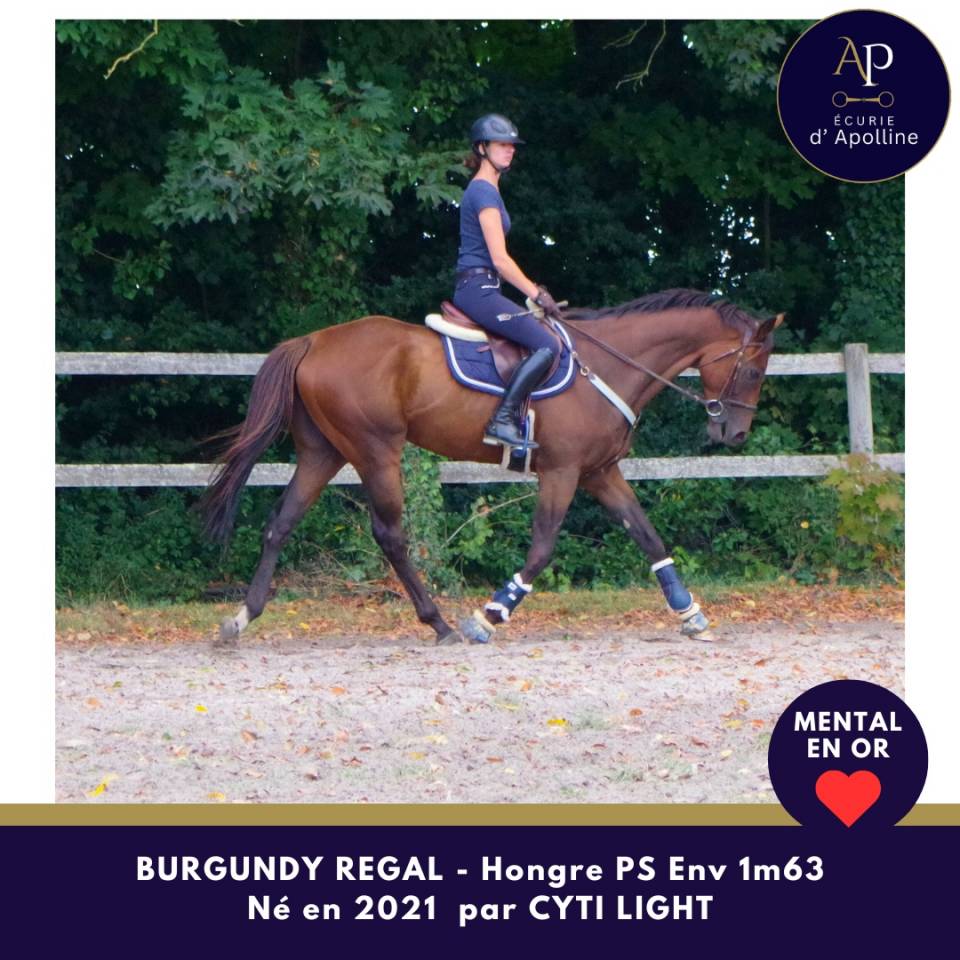 Gelding Thoroughbred For sale 2021 Bay