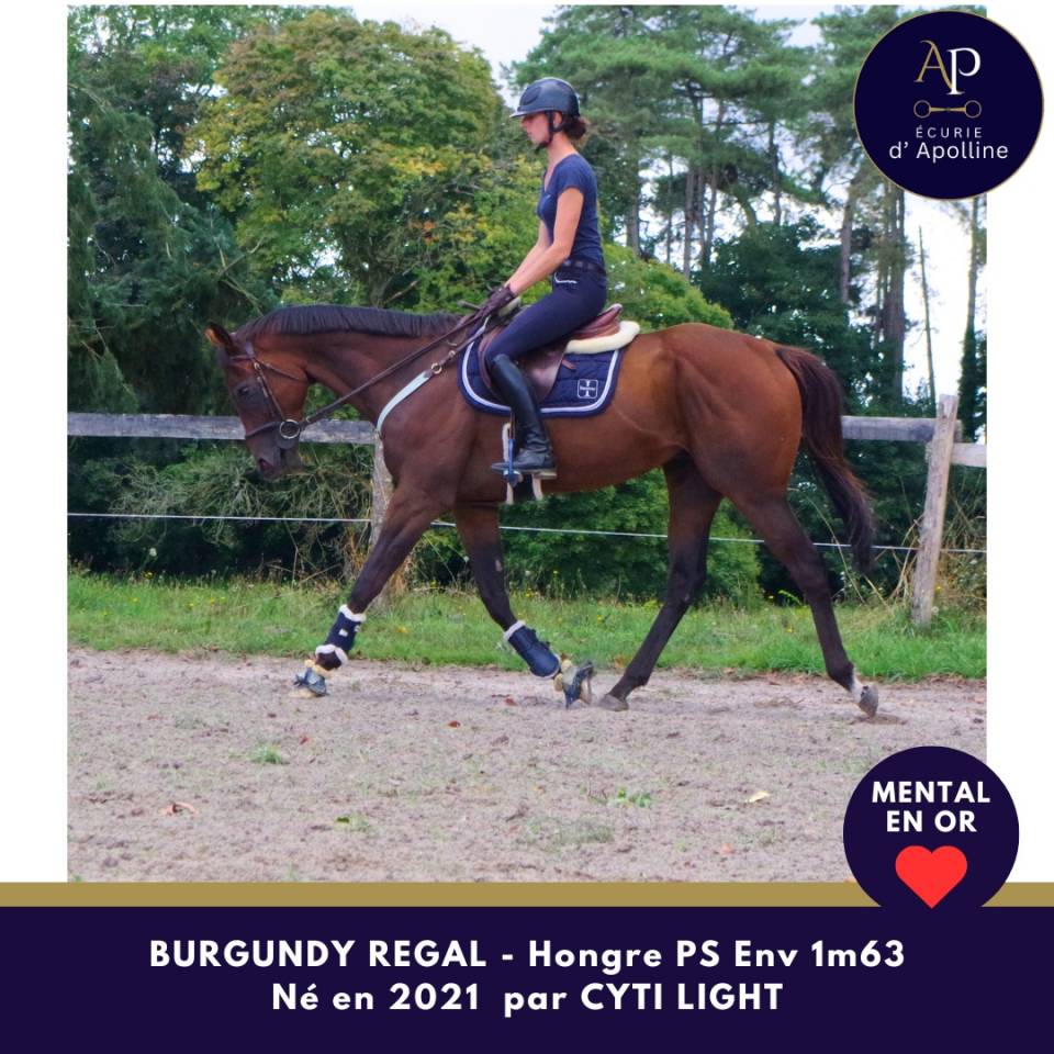 Gelding Thoroughbred For sale 2021 Bay