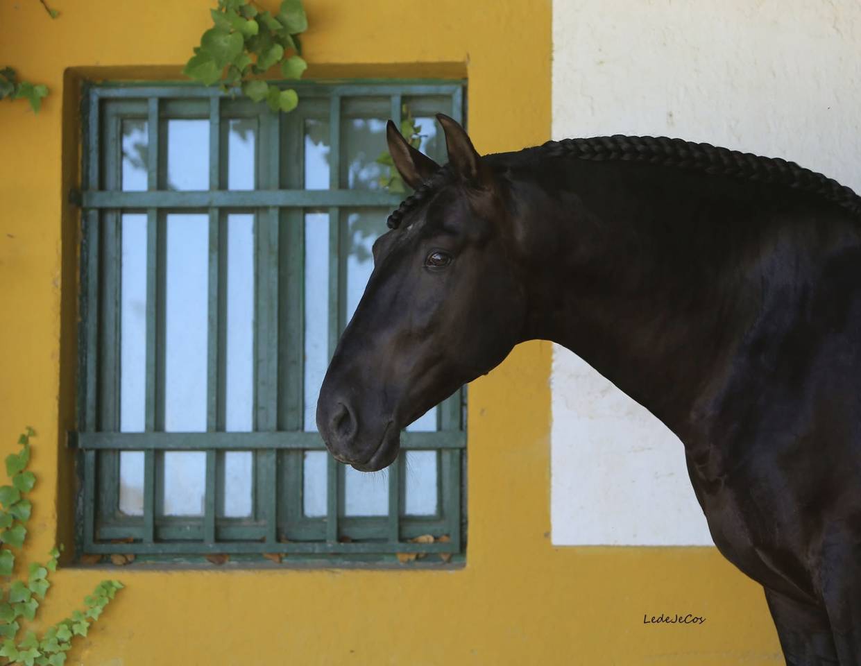 NIVEUS MAZ - PRE Pure Spanish Bred 2016 by SINAPIS