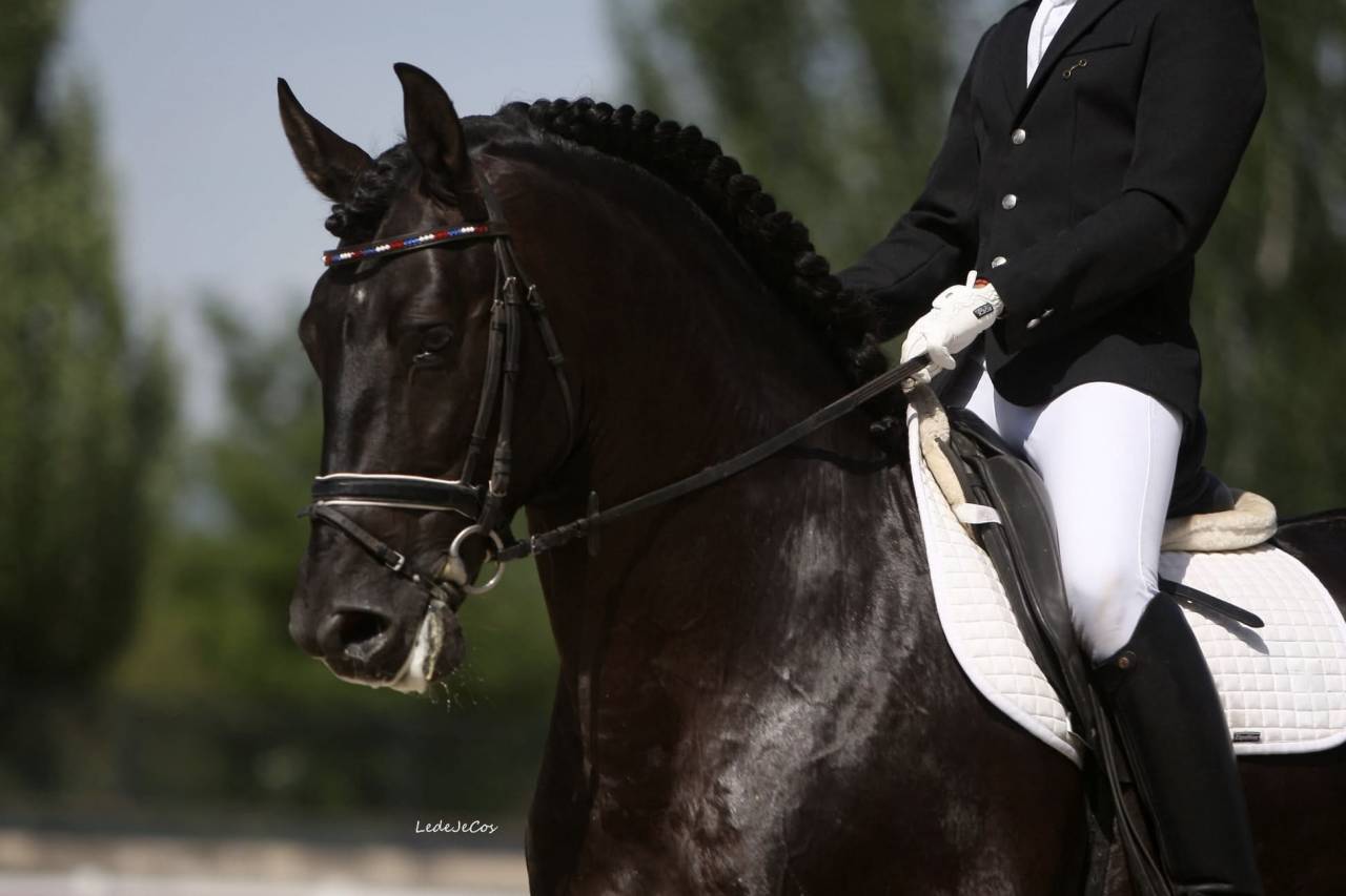 NIVEUS MAZ - PRE Pure Spanish Bred 2016 by SINAPIS