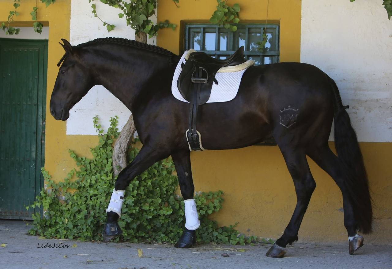 NIVEUS MAZ - PRE Pure Spanish Bred 2016 by SINAPIS