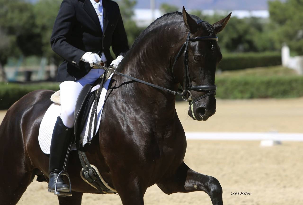 NIVEUS MAZ - PRE Pure Spanish Bred 2016 by SINAPIS