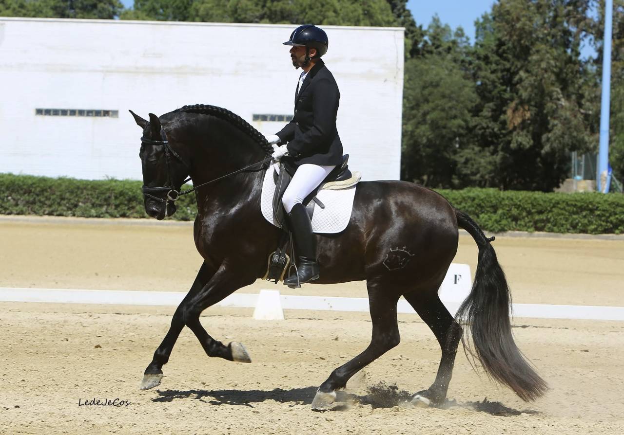 NIVEUS MAZ - PRE Pure Spanish Bred 2016 by SINAPIS