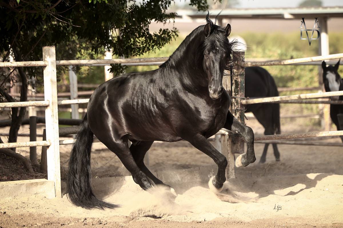 NIVEUS MAZ - PRE Pure Spanish Bred 2016 by SINAPIS