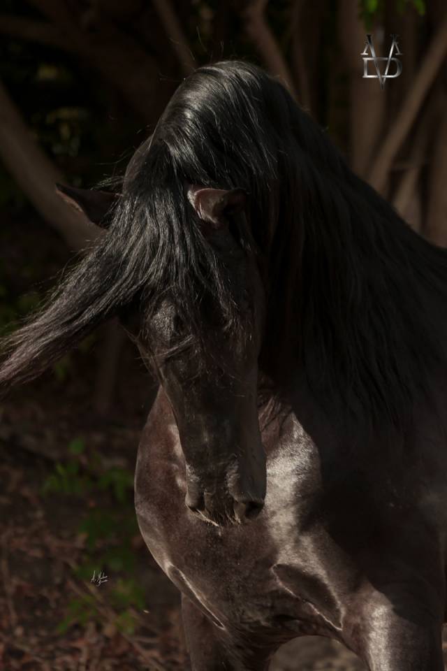 NIVEUS MAZ - PRE Pure Spanish Bred 2016 by SINAPIS