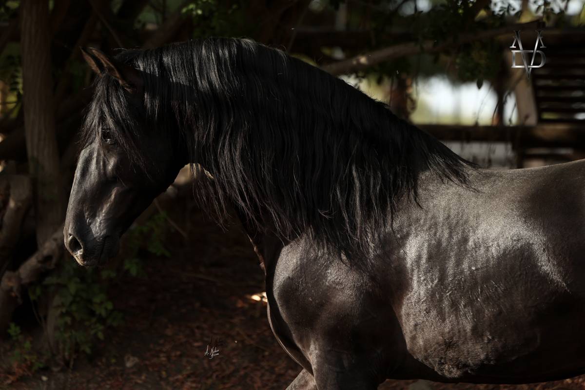 NIVEUS MAZ - PRE Pure Spanish Bred 2016 by SINAPIS