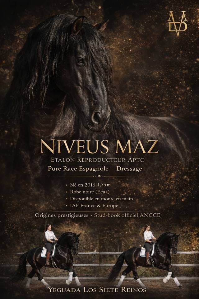 NIVEUS MAZ - PRE Pure Spanish Bred 2016 by SINAPIS