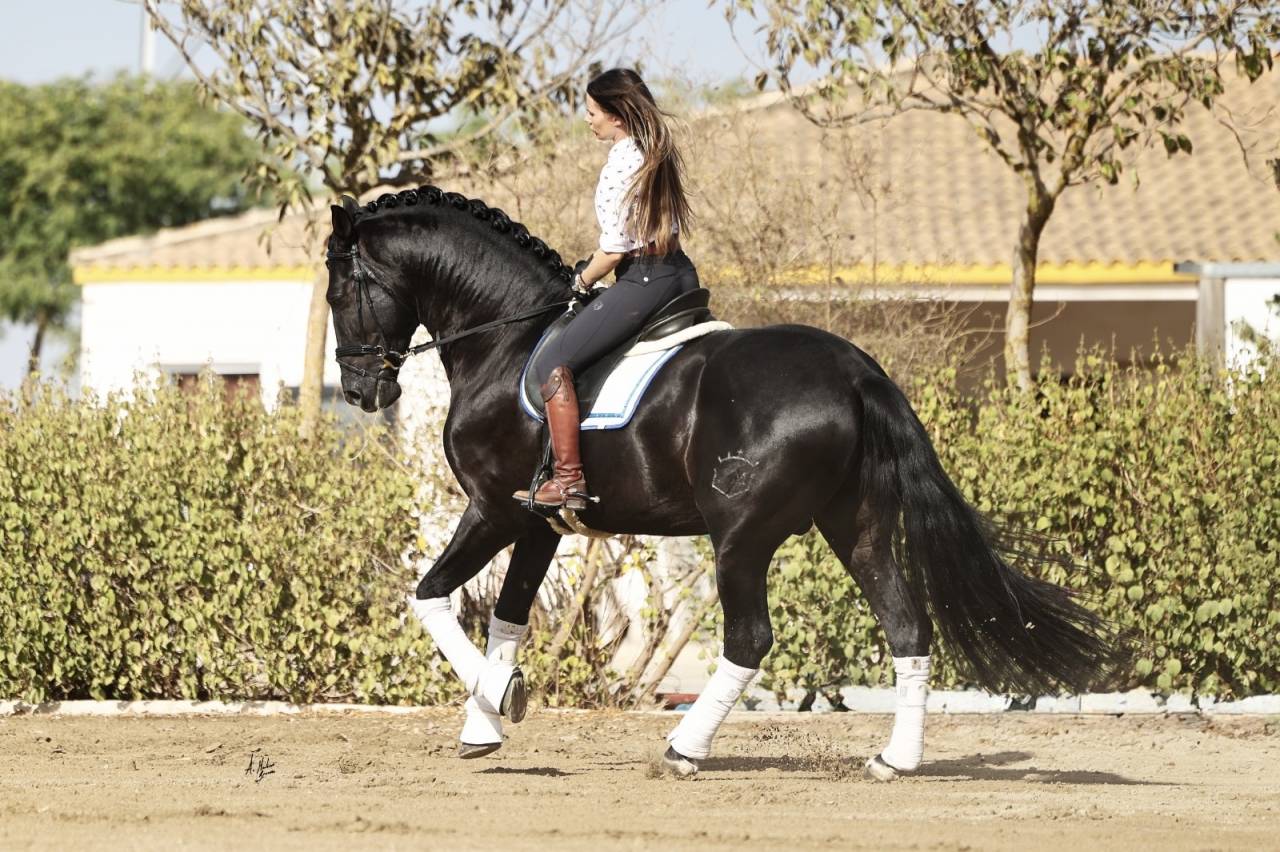 NIVEUS MAZ - PRE Pure Spanish Bred 2016 by SINAPIS