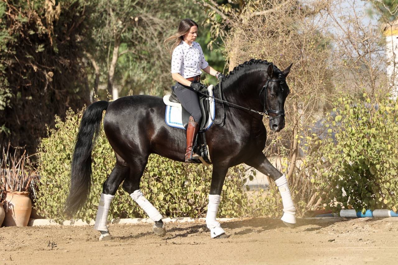 NIVEUS MAZ - PRE Pure Spanish Bred 2016 by SINAPIS