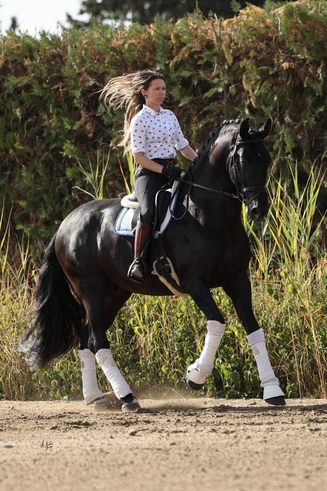 NIVEUS MAZ - PRE Pure Spanish Bred 2016 by SINAPIS