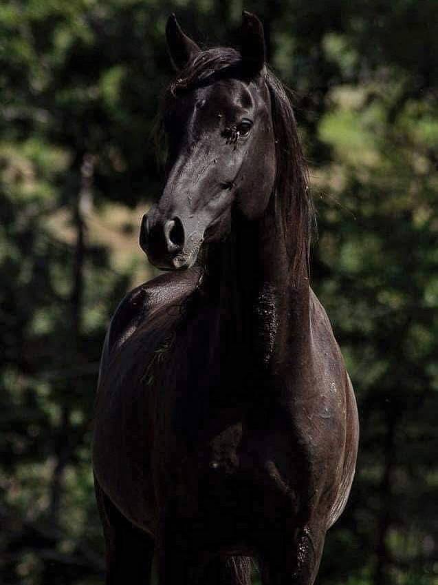 Mare Other Pony Breed For sale 2012 Black