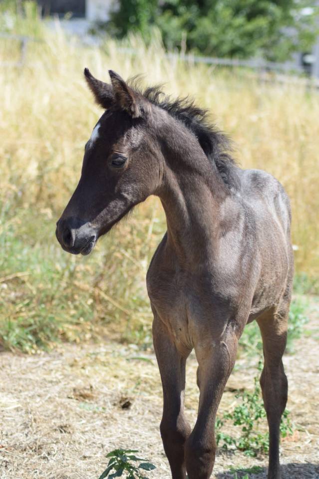 Mare Other Pony Breed For sale 2012 Black