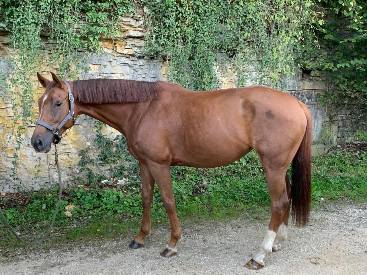 Mare Selle Français For sale 2020 Chesnut