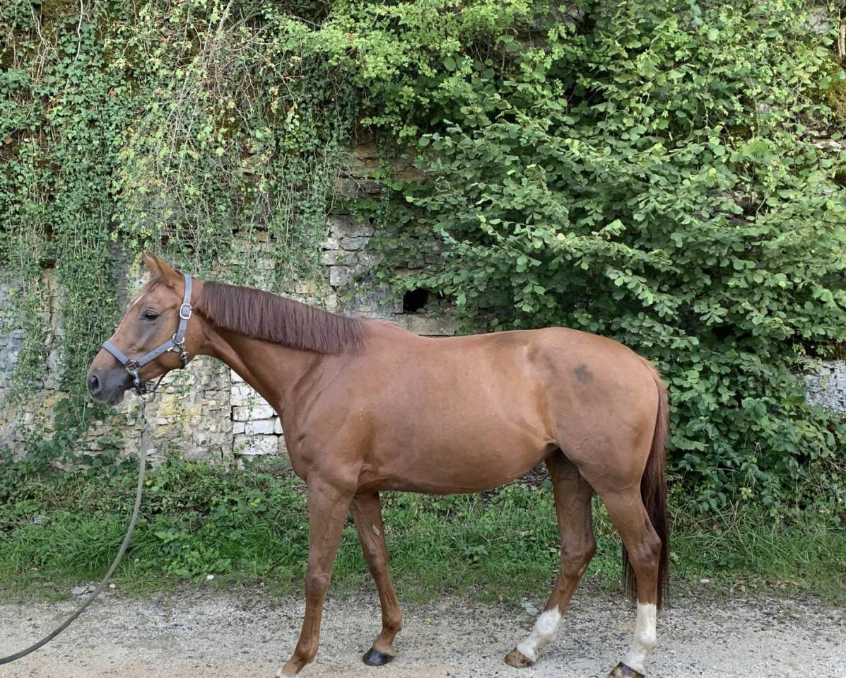 Mare Selle Français For sale 2020 Chesnut