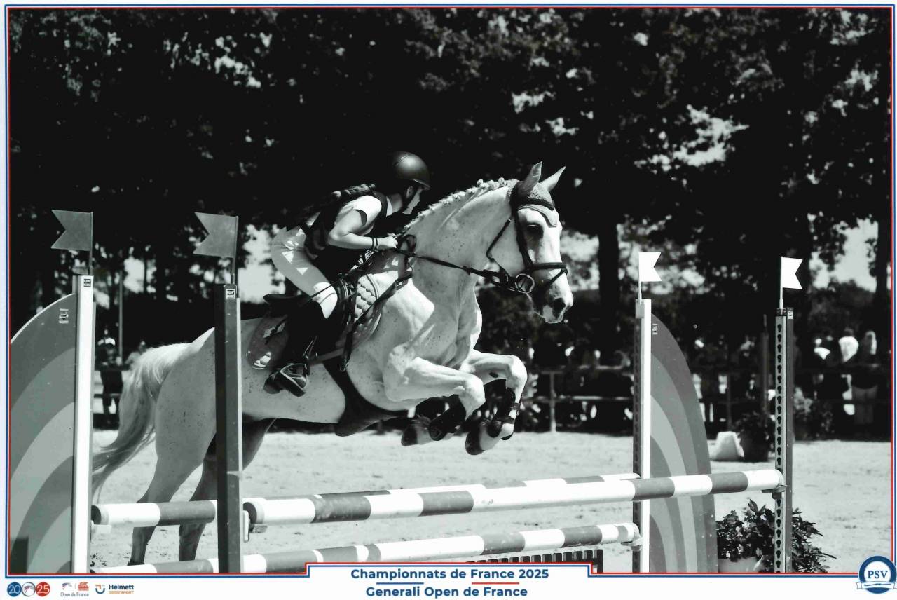 Gelding Origin Recorded For sale 2011 Grey