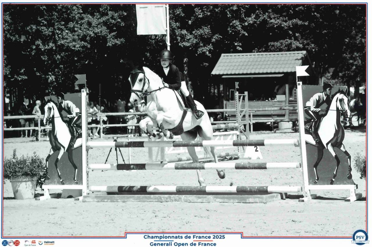 Gelding Origin Recorded For sale 2011 Grey